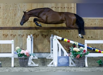 Zangersheide, Merrie, 3 Jaar, 164 cm, Bruin