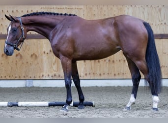 Zangersheide, Merrie, 3 Jaar, 164 cm, Bruin