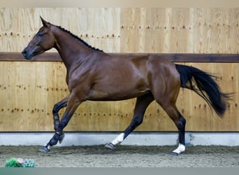 Zangersheide, Merrie, 3 Jaar, 164 cm, Bruin