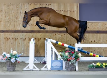 Zangersheide, Merrie, 3 Jaar, 164 cm, Bruin