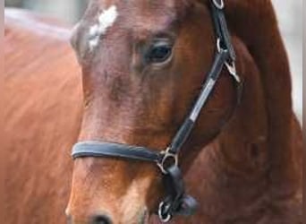 Zangersheide, Merrie, 3 Jaar, 164 cm, Donkerbruin