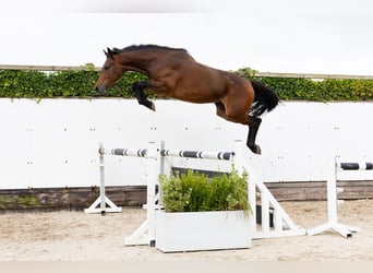 Zangersheide, Merrie, 3 Jaar, 164 cm, Donkerbruin