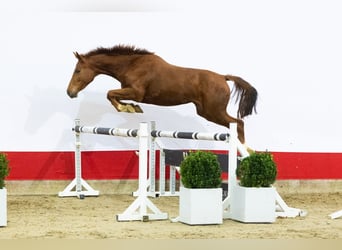 Zangersheide, Merrie, 3 Jaar, 164 cm, Vos