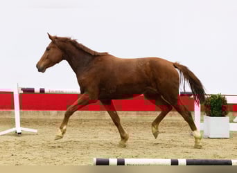 Zangersheide, Merrie, 3 Jaar, 164 cm, Vos
