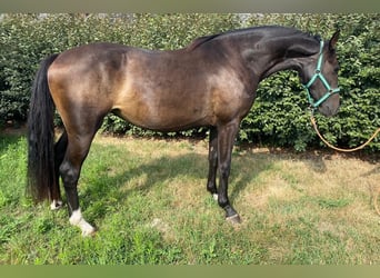 Zangersheide, Merrie, 3 Jaar, 164 cm, Zwartbruin