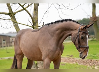 Zangersheide, Merrie, 3 Jaar, 165 cm, Bruin