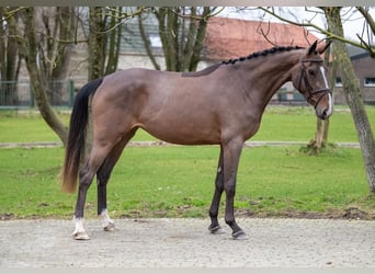 Zangersheide, Merrie, 3 Jaar, 165 cm, Bruin