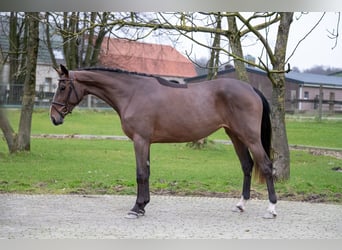 Zangersheide, Merrie, 3 Jaar, 165 cm, Bruin