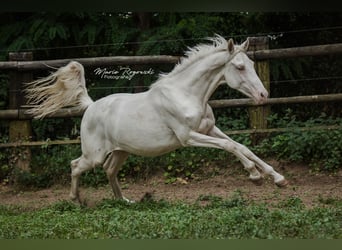 Zangersheide, Merrie, 3 Jaar, 165 cm, Cremello