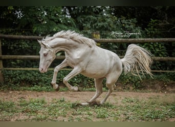 Zangersheide, Merrie, 3 Jaar, 165 cm, Cremello