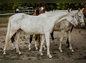 Zangersheide, Merrie, 3 Jaar, 165 cm, Cremello
