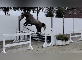Zangersheide, Merrie, 3 Jaar, 165 cm, Schimmel