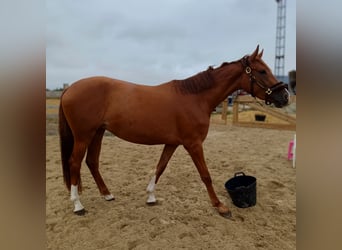 Zangersheide, Merrie, 3 Jaar, 165 cm, Vos