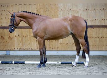 Zangersheide, Merrie, 3 Jaar, 166 cm, Bruin