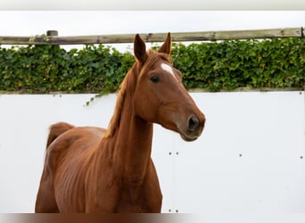 Zangersheide, Merrie, 3 Jaar, 166 cm, Vos