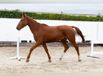 Zangersheide, Merrie, 3 Jaar, 166 cm, Vos