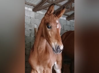 Zangersheide, Merrie, 3 Jaar, 167 cm, Bruin