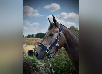 Zangersheide, Merrie, 3 Jaar, 167 cm, Schimmel
