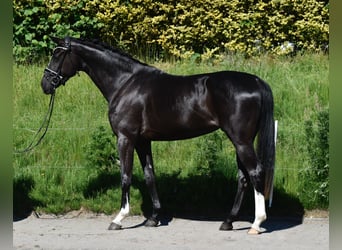 Zangersheide, Merrie, 3 Jaar, 167 cm, Zwart
