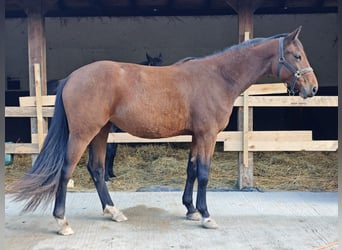 Zangersheide, Merrie, 3 Jaar, 168 cm, Bruin