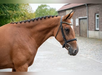 Zangersheide, Merrie, 3 Jaar, 168 cm, Bruin