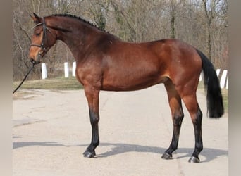 Zangersheide, Merrie, 3 Jaar, 168 cm, Bruin