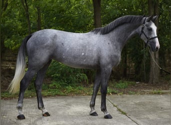 Zangersheide, Merrie, 3 Jaar, 168 cm, Schimmel