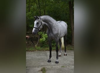 Zangersheide, Merrie, 3 Jaar, 168 cm, Schimmel