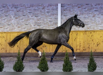 Zangersheide, Merrie, 3 Jaar, 168 cm, Zwartbruin