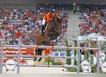 Zangersheide, Merrie, 3 Jaar, 169 cm, Bruin