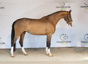 Zangersheide, Merrie, 3 Jaar, 169 cm, Bruin