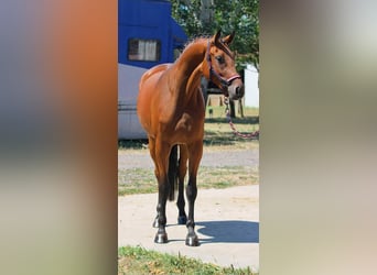 Zangersheide, Merrie, 3 Jaar, 169 cm, Bruin