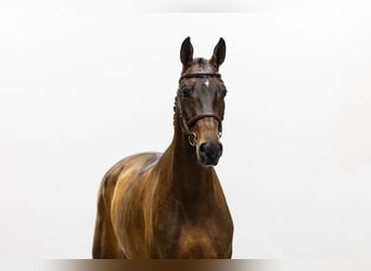 Zangersheide, Merrie, 3 Jaar, 169 cm, Bruin