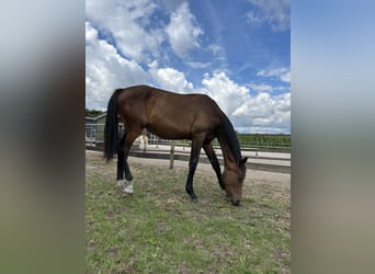 Zangersheide, Merrie, 3 Jaar, 170 cm, Bruin