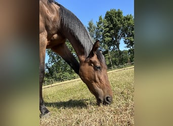 Zangersheide, Merrie, 3 Jaar, 170 cm, Bruin