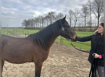 Zangersheide, Merrie, 3 Jaar, 170 cm, Bruin