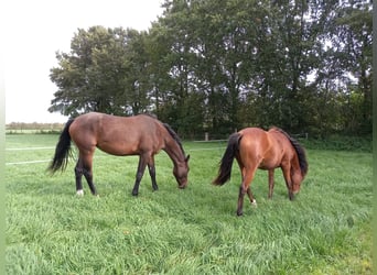 Zangersheide, Merrie, 3 Jaar, 170 cm, Bruin