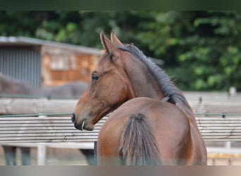 Zangersheide, Merrie, 3 Jaar, 170 cm, Bruin