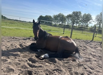 Zangersheide, Merrie, 3 Jaar, 170 cm, Bruin