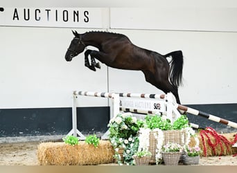 Zangersheide, Merrie, 3 Jaar, 170 cm, Donkerbruin