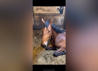 Zangersheide, Merrie, 3 Jaar, 170 cm, Donkerbruin