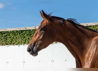 Zangersheide, Merrie, 3 Jaar, 171 cm, Bruin