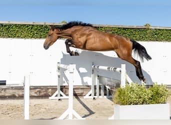 Zangersheide, Merrie, 3 Jaar, 172 cm, Bruin