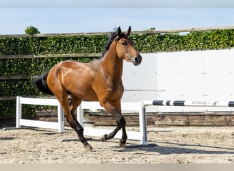 Zangersheide, Merrie, 3 Jaar, 172 cm, Bruin