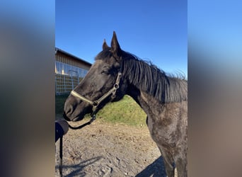 Zangersheide, Merrie, 3 Jaar, 174 cm, Donkerbruin
