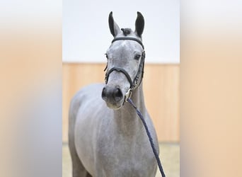 Zangersheide, Merrie, 3 Jaar, Appelschimmel