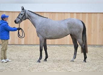 Zangersheide, Merrie, 3 Jaar, Appelschimmel
