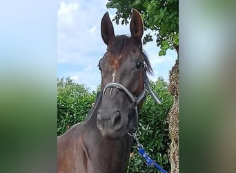 Zangersheide, Merrie, 3 Jaar, Donkerbruin