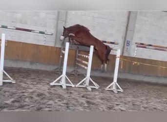 Zangersheide, Merrie, 3 Jaar, Donkere-vos