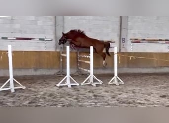 Zangersheide, Merrie, 3 Jaar, Donkere-vos